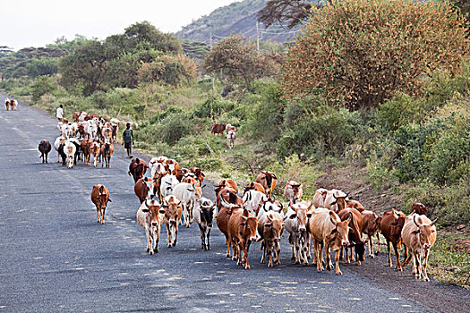 乡间小路,裂谷,早晨,晚间,钟点,牛,道路,草场,背影,农场,牛肉,流行,埃塞俄比亚,非洲