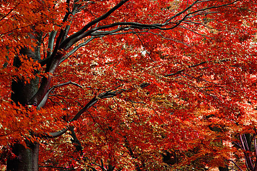 日本东京,三鹰之森吉卜力美术馆,公园里的枫树