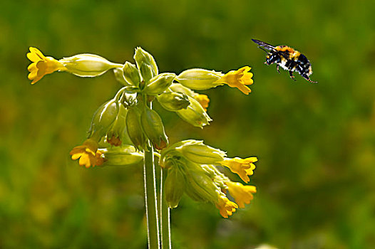 蜜蜂,飞,花