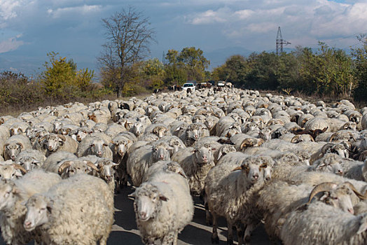羊群,公路旅游,乔治亚,十月