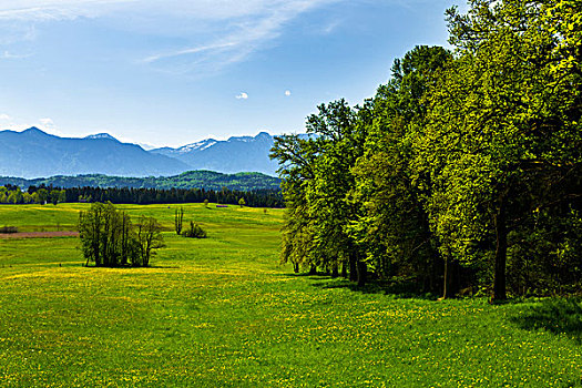 德国,巴伐利亚,山麓,阿尔卑斯山,草地,风景
