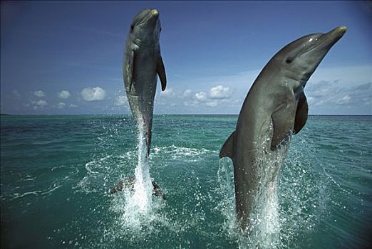 宽吻海豚,一对,跳跃,水,加勒比海