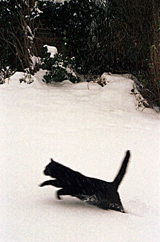 黑猫,雪地