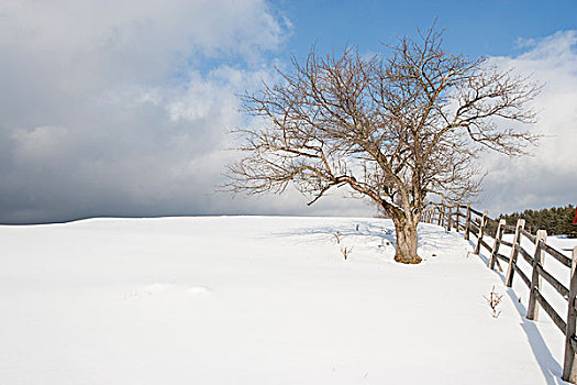 美国,佛蒙特州,孤树,围栏,雪