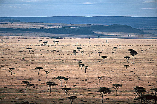 非洲象,蓝角马,角马,牧群,热带草原,马赛马拉,肯尼亚