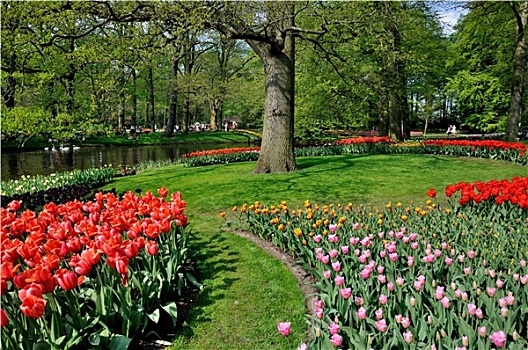 红色,粉色,黄色,郁金香,库肯霍夫公园,公园,荷兰