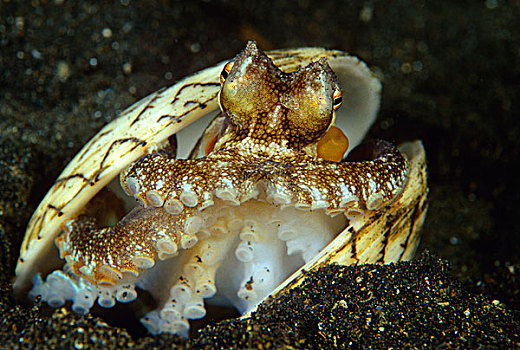 纹理,章鱼,壳,印度尼西亚