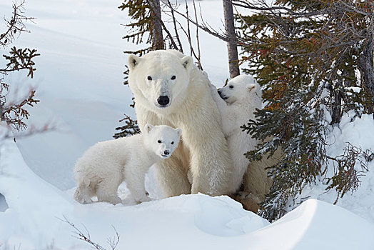 北极熊,动物,两个,新生,雪,中空,瓦普斯克国家公园,曼尼托巴,加拿大,北美