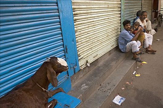 山羊,动物,罐,贫民窟,物主,西孟加拉,印度