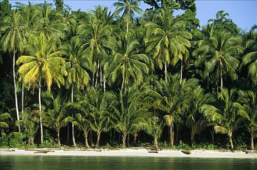 棕榈树,白沙滩,岛屿,西北地区,伊里安查亚省,印度尼西亚