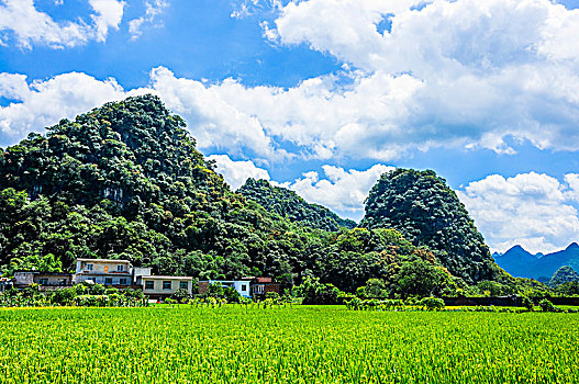 夏日田园风光