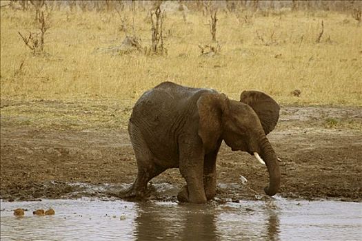 非洲象,泥,浴室,水坑,万基国家公园,津巴布韦