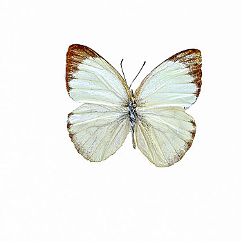 青圆粉蝶蝴蝶标本