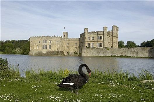 黑天鹅,天鹅,正面,利兹,城堡,肯特郡,英格兰