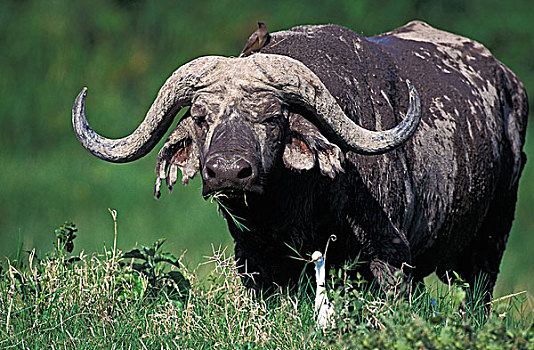 非洲水牛,成年,牛背鹭,马赛马拉,公园,肯尼亚