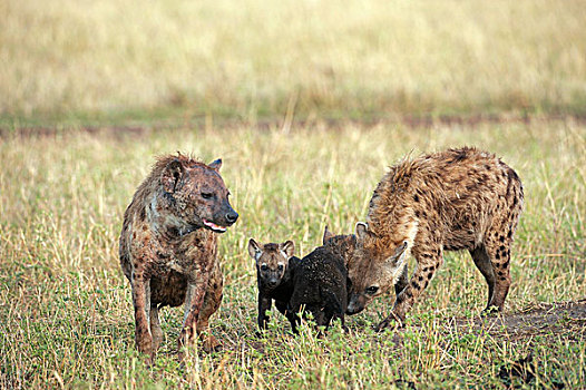 斑鬣狗,女性,幼仔,马赛马拉国家保护区,肯尼亚,非洲