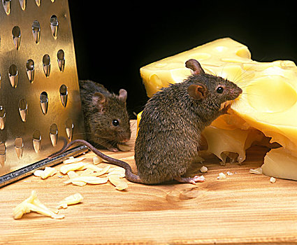 家鼠,小鼠,成年,吃