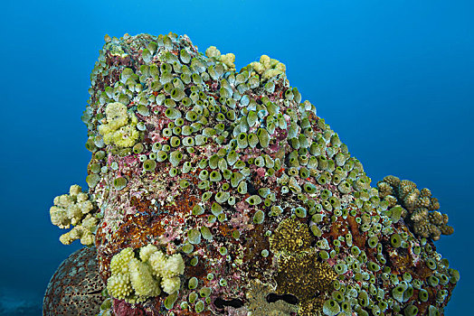 生物群,海鞘类,绿色,海鞘,石头,印度洋,马尔代夫,亚洲