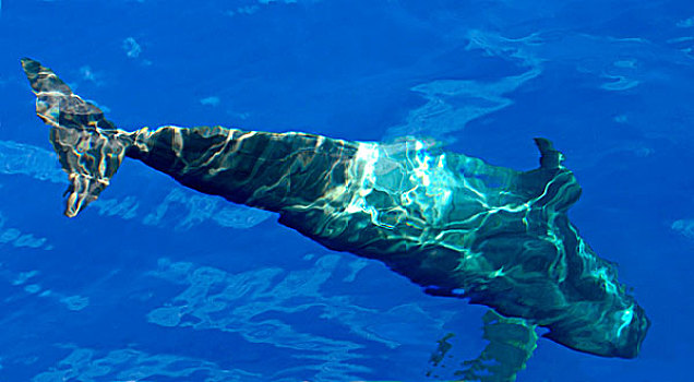 巨头鲸,阿德赫海岸,特内里费岛,加纳利群岛,西班牙