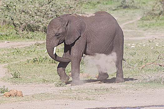 一个,大象,沙子,灰尘,腹部,出现,水塘,恩戈罗恩戈罗,保护区,坦桑尼亚
