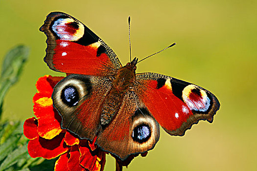 孔雀蛱蝶,花,荷兰