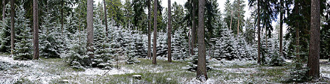 树林,冬天,普拉蒂纳特,巴伐利亚,德国,欧洲