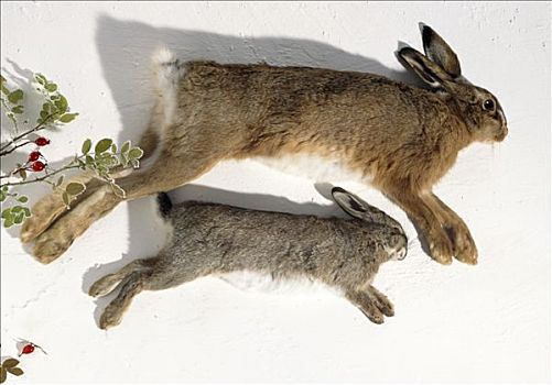 野兔,兔子,皮