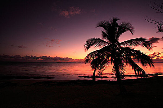 棕榈树,日落,大开曼岛,开曼群岛,加勒比海