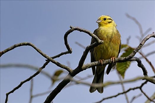 金翼啄木鸟,黄鹀,成年,雄性