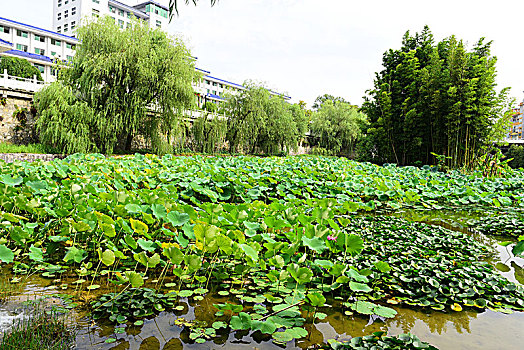 荷花池塘