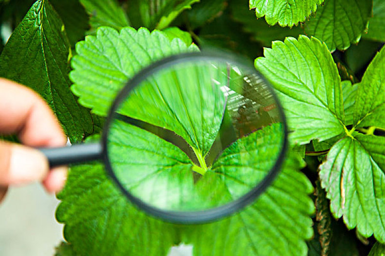 放大镜观察叶子_高清图片_全景视觉