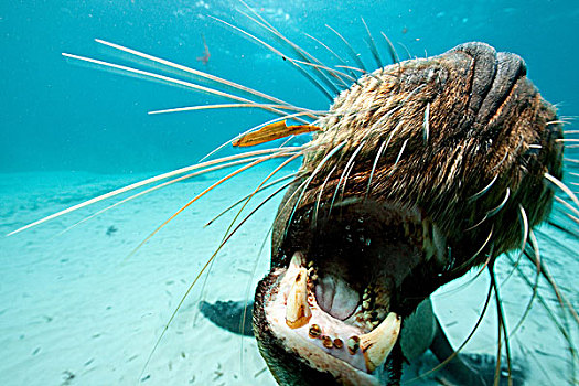 澳大利亚,海狮