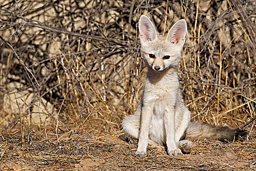 角狐,狐属,幼兽,雄性,坐,巢穴,警惕,卡拉哈迪大羚羊国家公园,北开普,南非,非洲