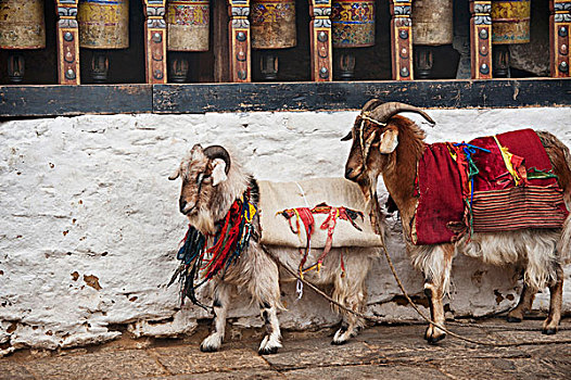 两个,山羊,装饰,毯子,站立,墙壁,宗派寺院,地区,不丹