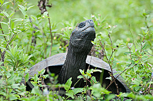 加拉帕戈斯巨龟,加拉帕戈斯象龟,加拉帕戈斯群岛,厄瓜多尔