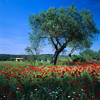 橄榄树,罂粟,加泰罗尼亚,西班牙,欧洲