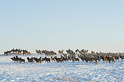 麋鹿,鹿属,鹿,牧群,移动,聚集,大量,公园,围绕,大牧场,瓦特顿湖国家公园,西南方,艾伯塔省,加拿大