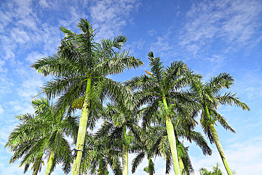 海南三亚市的椰子树