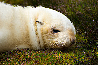 图片信息标签南极软毛海豹海狗亚南极antarctic fur sealantarcticad