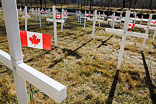 白色,土地,加拿大国旗,卡尔加里,艾伯塔省,加拿大