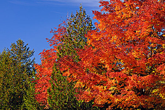 枫树,雪松,树,岛屿,安大略省,加拿大