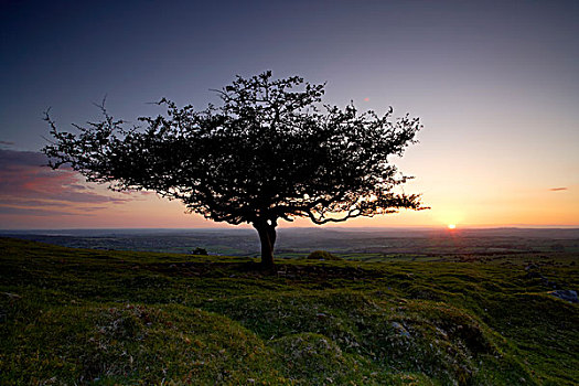 英格兰,德文郡,达特姆尔高原,氛围,日落,上方,孤木,偷看,山
