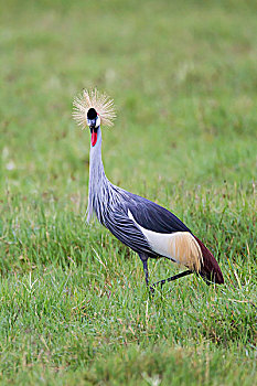 鹤,灰冠鹤,恩戈罗恩戈罗,保护区,坦桑尼亚