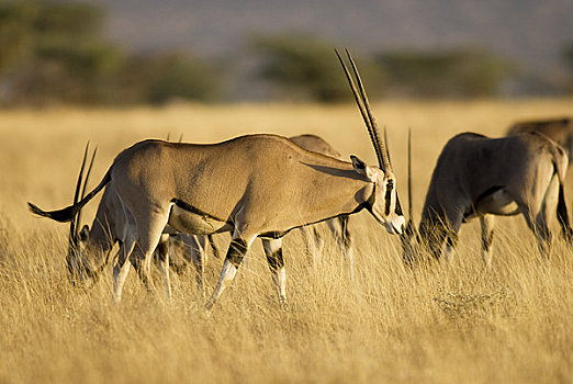 牧群,长角羚羊,水牛,春天,国家级保护区,肯尼亚