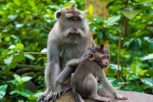 短尾猿,猴子,幼兽,树林,巴厘岛,印度尼西亚
