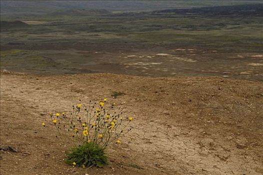 植物,山,冰岛