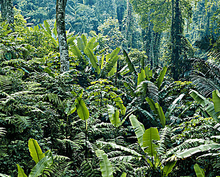 马来西亚,金马伦高地,雨林,大幅,尺寸