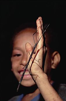 竹节虫,手,山,巴布亚新几内亚