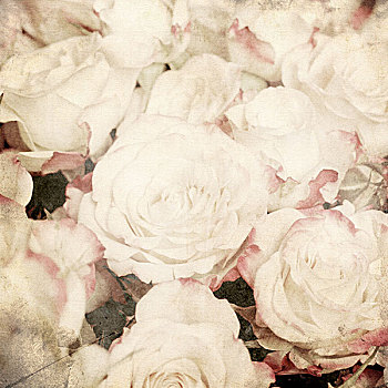 艺术,花,旧式,深褐色,背景,白色,玫瑰