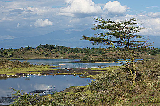 湖,阿鲁沙,国家,公园,坦桑尼亚,非洲